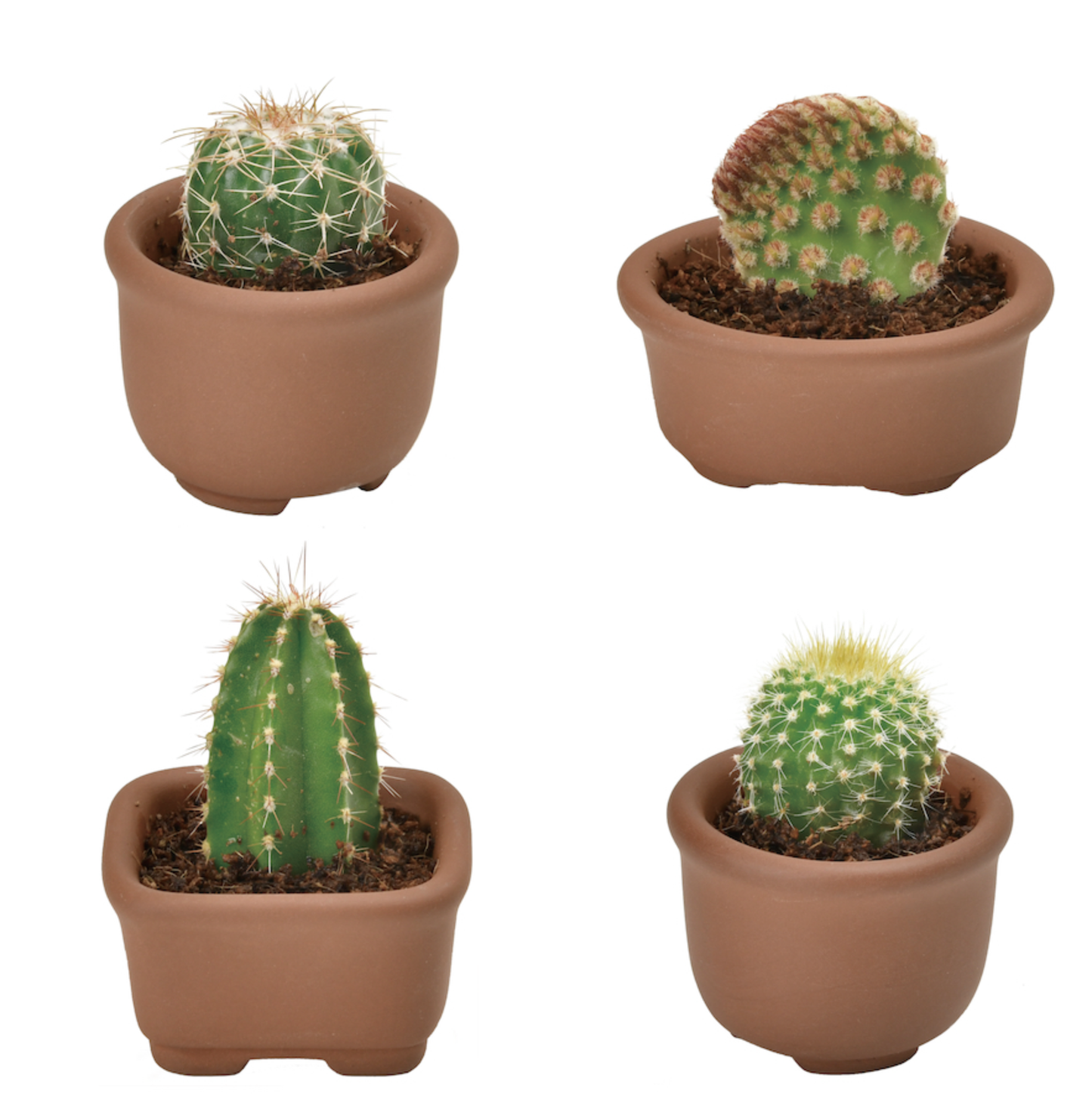 Cacti Cuties