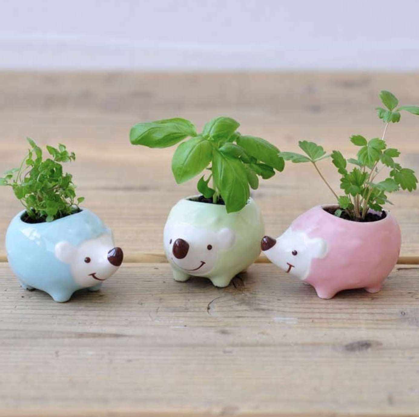 Hedgie Green